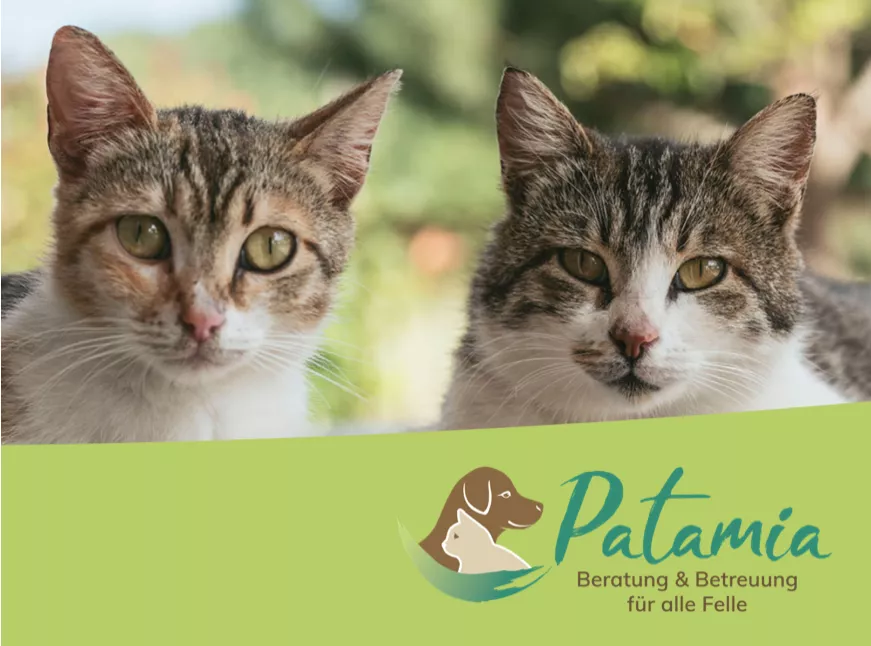 patamia Katzen patamia Katzen